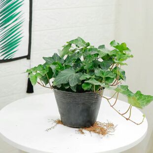 青叶常春藤金边常春藤悬挂吊兰阳台室内四季常青垂钓水培土培均可