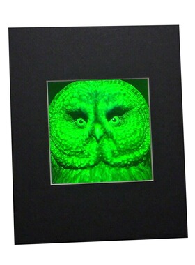 猎头兽(鹰、猫头鹰、鸠三幅图像)3D Matted全息图,收藏品