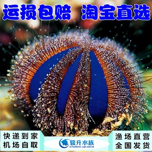 蓝礼服海胆 海水缸 海水鱼活体新手闯缸机场快递均可快递报损实价
