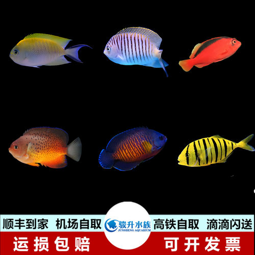 红闪电蓝闪电黄金参土耳其仙日本燕火焰鹰2B海水鱼活体快递报损