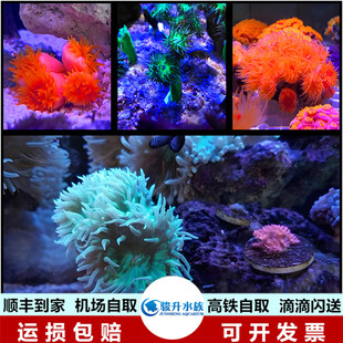 澳洲灯琴珊瑚高脚炮仗花新手人工SPS LPS软体珊瑚活体小丑顺丰