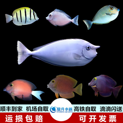 独角吊蓝点吊斑马吊金眼吊金点白尾金眼吊海水鱼活体珊瑚顺丰报损