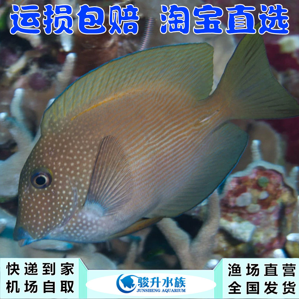 食苔吊 蓝眼食苔吊海水鱼 活体生物 新手闯缸顺丰快递到家运损包