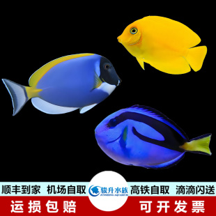 蓝吊篮吊粉蓝吊粉篮吊黄吊紫吊红海骑士海水鱼活体珊瑚顺丰报损海