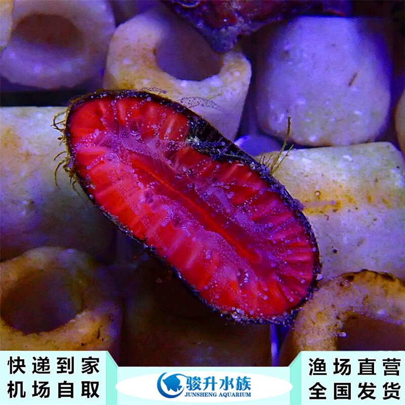 大嘴巴 珊瑚活体 新手闯缸珊瑚容易饲养顺丰报损机场自取