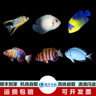 假澳洲藩王bb丽皇黄肚仙蓝宝新娘黑尾新娘海水鱼活体快递包赔
