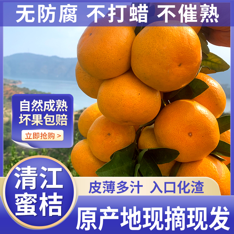 正宗湖南东江湖清江现货蜜橘桔子孕妇应季水果精品礼盒现摘现发10