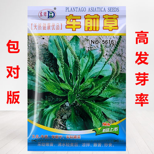 买2送1，今年新种子车前草种子