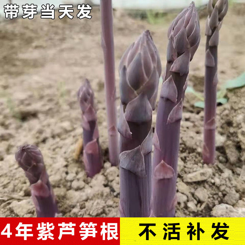 四季盆栽阳台特级特大现挖老根食用四年绿紫芦笋根苗孑种籽蔬菜种