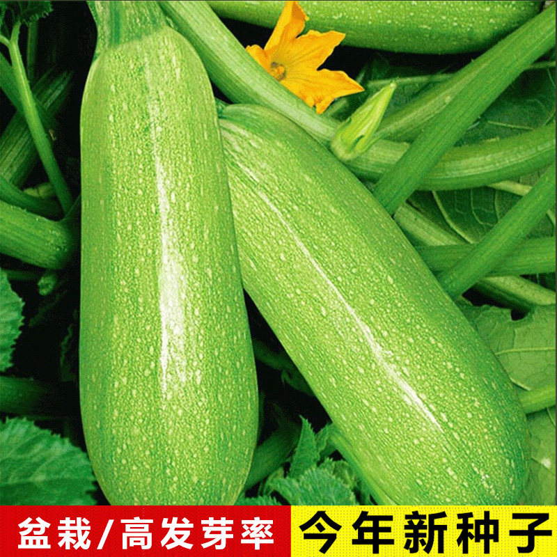 四季盆栽食用香蕉西葫芦种籽蔬菜种子菜葫芦瓜苗子春夏秋冬季种植