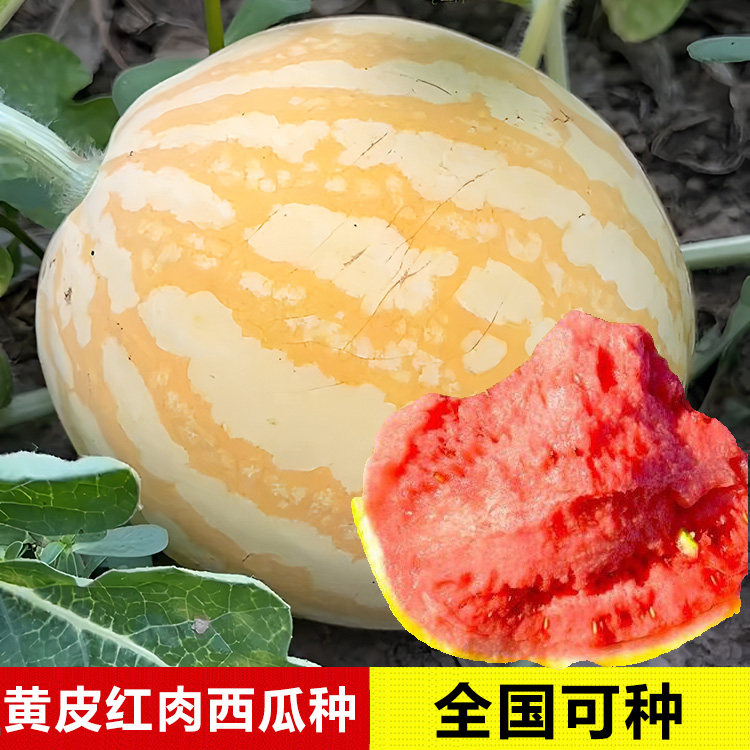 四季室外盆栽红小宝红肉西瓜种子黄色薄皮红心红瓢特甜西瓜籽大全