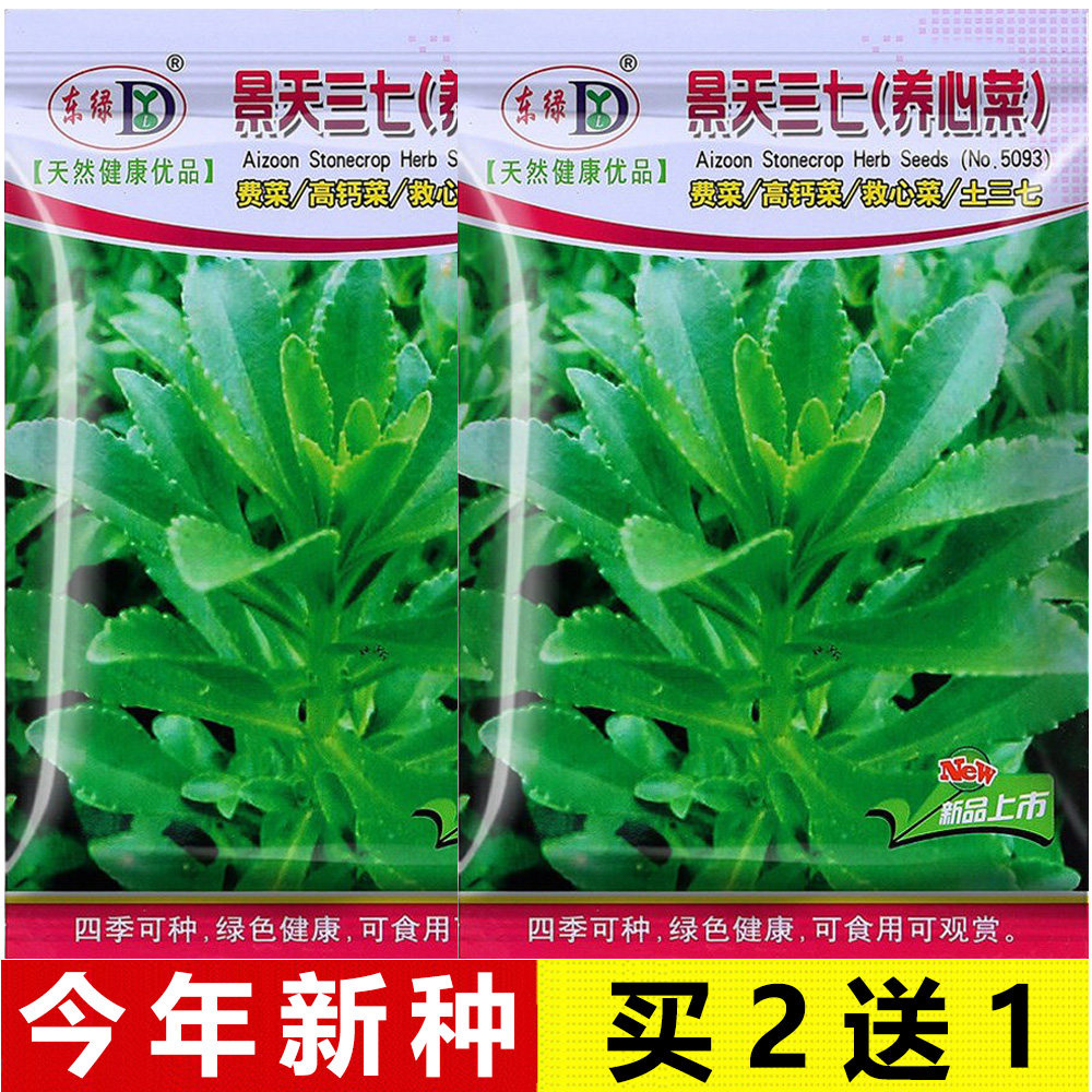 四季阳台盆栽庭院耐寒费菜三七菜种子养心种籽高钙菜救心菜种子