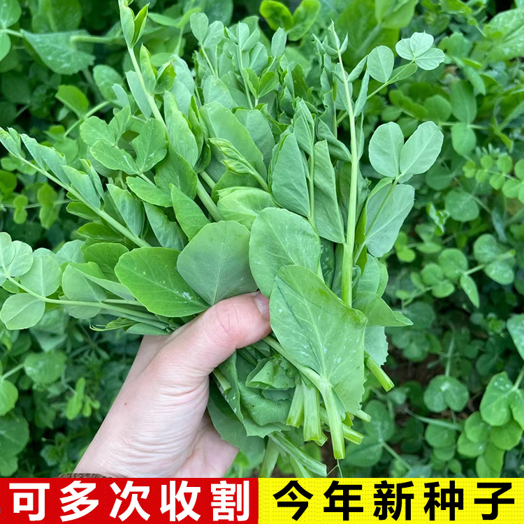 今年新种豌豆尖种籽买2送1