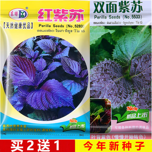 买2送1四季紫苏种子大全