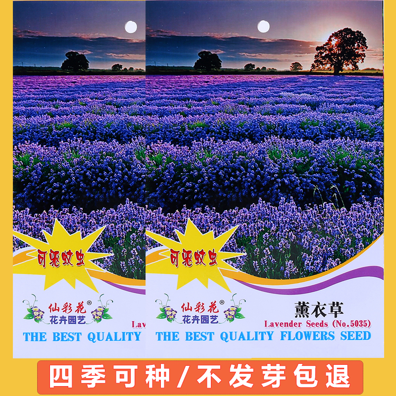 四季植物薰衣草种子买2送1