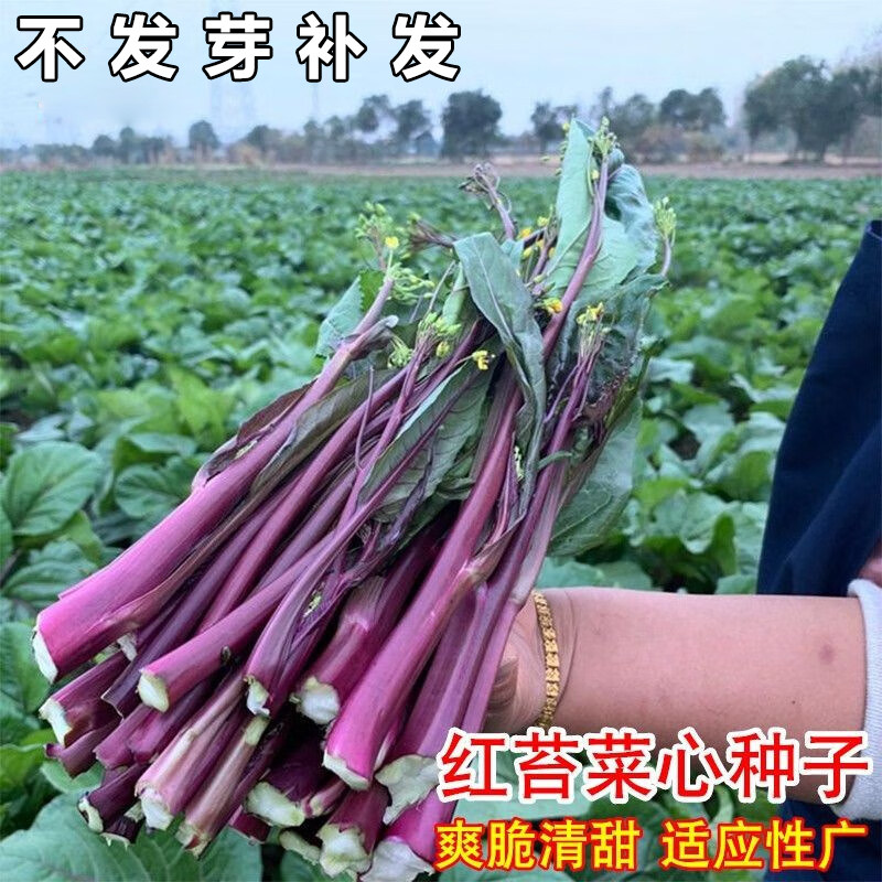 阳台盆栽四季红菜苔种孑湖北特产红菜台菜籽大全蔬菜种子春秋冬季,鲜花速递/花卉仿真/绿植园艺,家庭园艺种子,淘宝优惠券,粉丝福利购,淘宝优惠卷