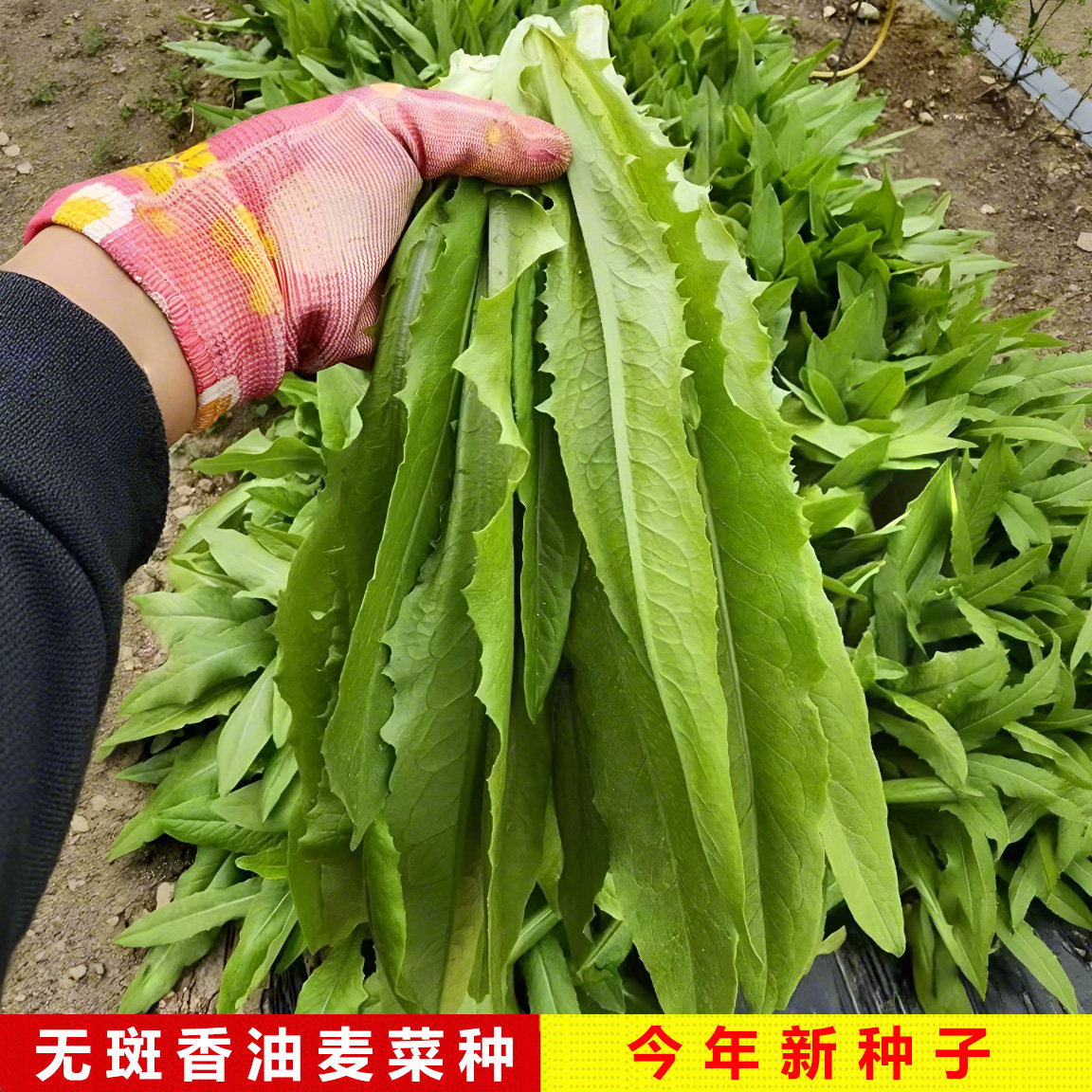 四季播油麦菜籽种阳台盆栽耐热紫色春夏秋冬青菜种籽蔬菜种子大全