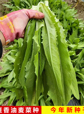 四季播油麦菜籽种阳台盆栽耐热紫色春夏秋冬青菜种籽蔬菜种子大全