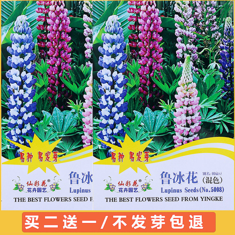 四季室外种植鲁冰花种子盆栽观赏混色花籽易种易活阳台庭院花种籽