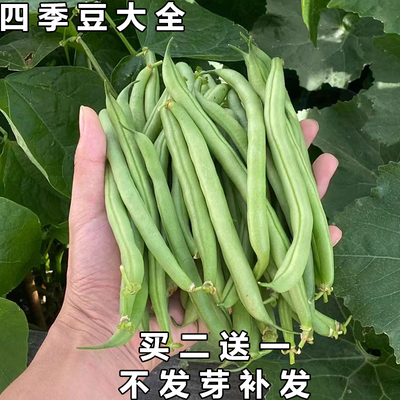 无架四季豆种子买2送1