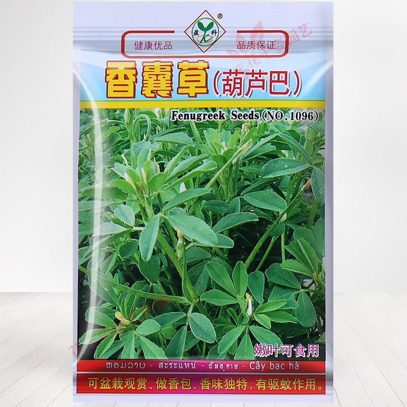 阳台盆栽香囊草种子葫芦巴巴香草种籽驱蚊草四季播春夏秋家庭种植