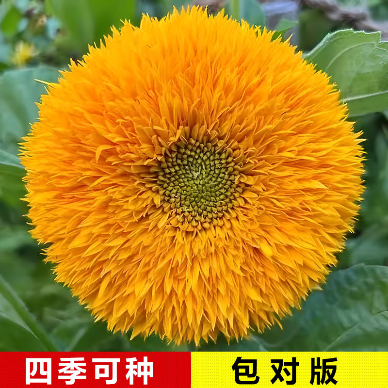 室外玩具熊向日葵种子观赏可食用种孑阳台盆栽春夏秋冬四季花种籽