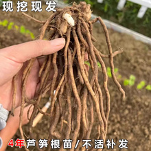 四季 盆栽阳台特级特大食用绿芦笋根苗种籽蔬菜种子种苗孑春秋种植