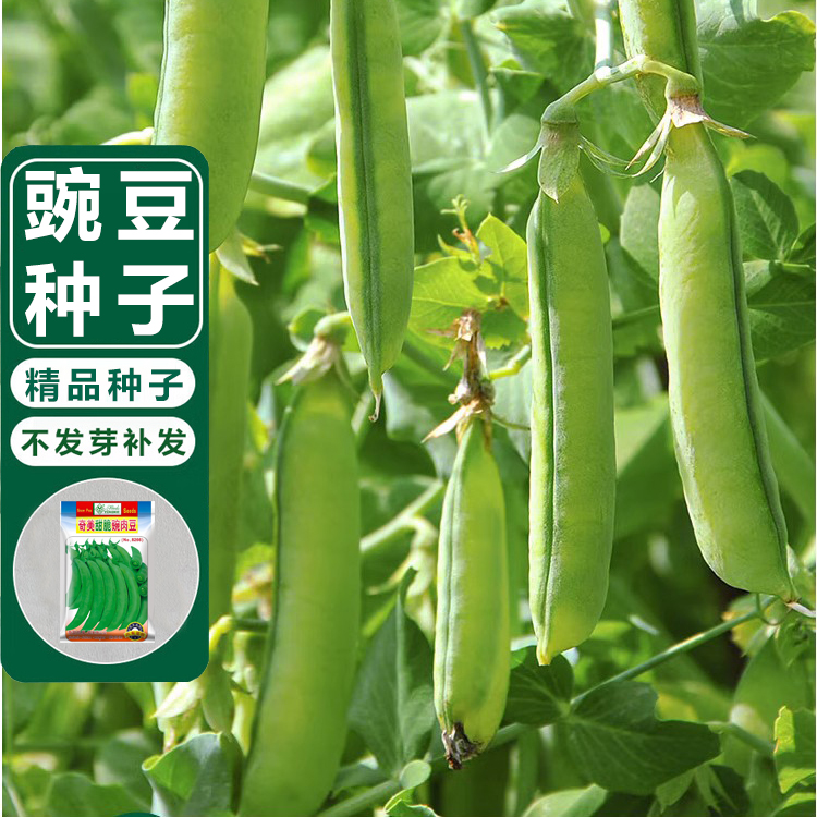 今年新种子豌豆种子买二送一
