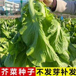 本地客家无渣甜芥菜种子大全大叶青菜大头菜孑春秋季南方蔬菜种籽