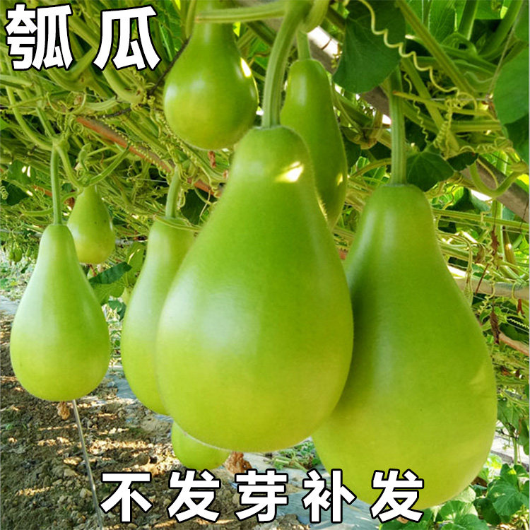 四季食用葫芦瓠瓜种子早生瓢瓜籽大圆甜短蒲瓜种春夏秋冬蔬菜种籽