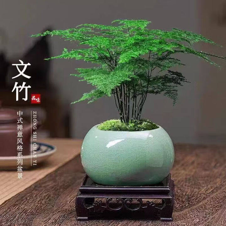 客厅室内四季高端盆栽绿植物文竹种子花种子懒人土培水培养文竹籽