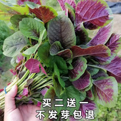 四季 大叶圆叶鲜嫩花红苋菜种子白苋菜种籽寒菜红菜三色苋旱菜种子