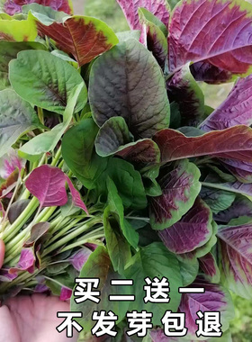 四季大叶圆叶鲜嫩花红苋菜种子白苋菜种籽寒菜红菜三色苋旱菜种子