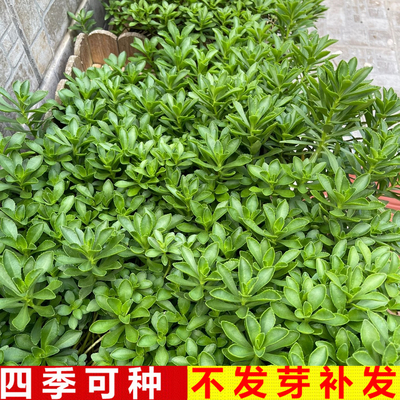 养心菜新鲜苗带土发货