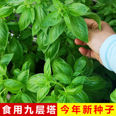九层塔种子买2送1/今年新种子