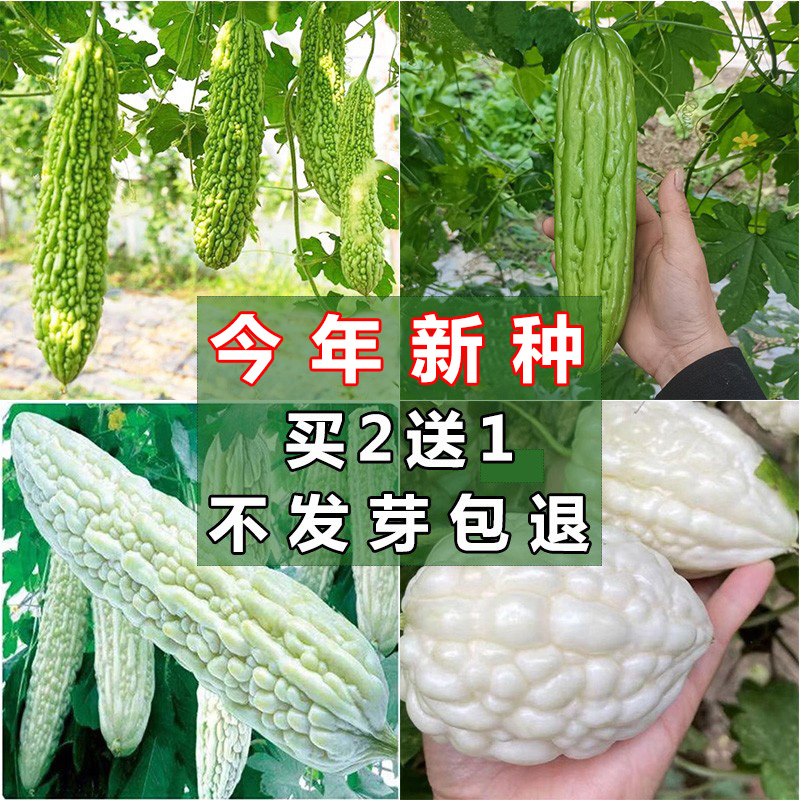 农家春夏秋四季高产长绿大顶白苦瓜苹果苦瓜种籽大全阳台蔬菜种子