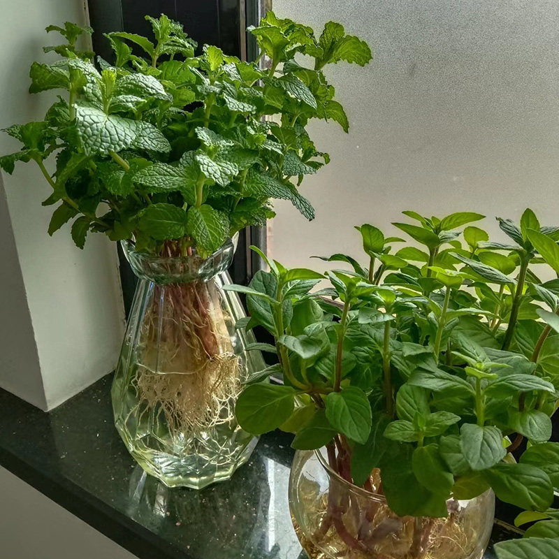 四季盆栽水培薄荷种子籽新鲜可食用薄荷苗驱蚊草植物室内绿植花卉