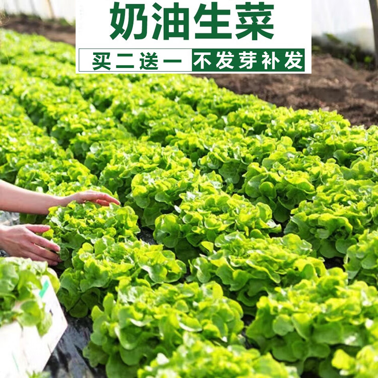 速生奶油生菜种子种籽四季沙拉小白菜阳台菜籽盆栽蔬菜孑菜种籽种