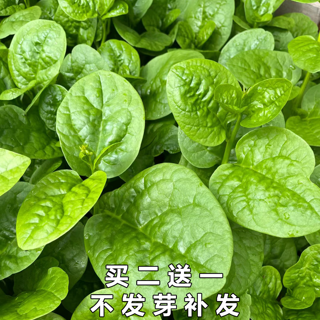 圆叶大叶木耳菜种子小青菜阳台盆栽菜种蔬菜种籽春夏秋季种植秧孑-封面