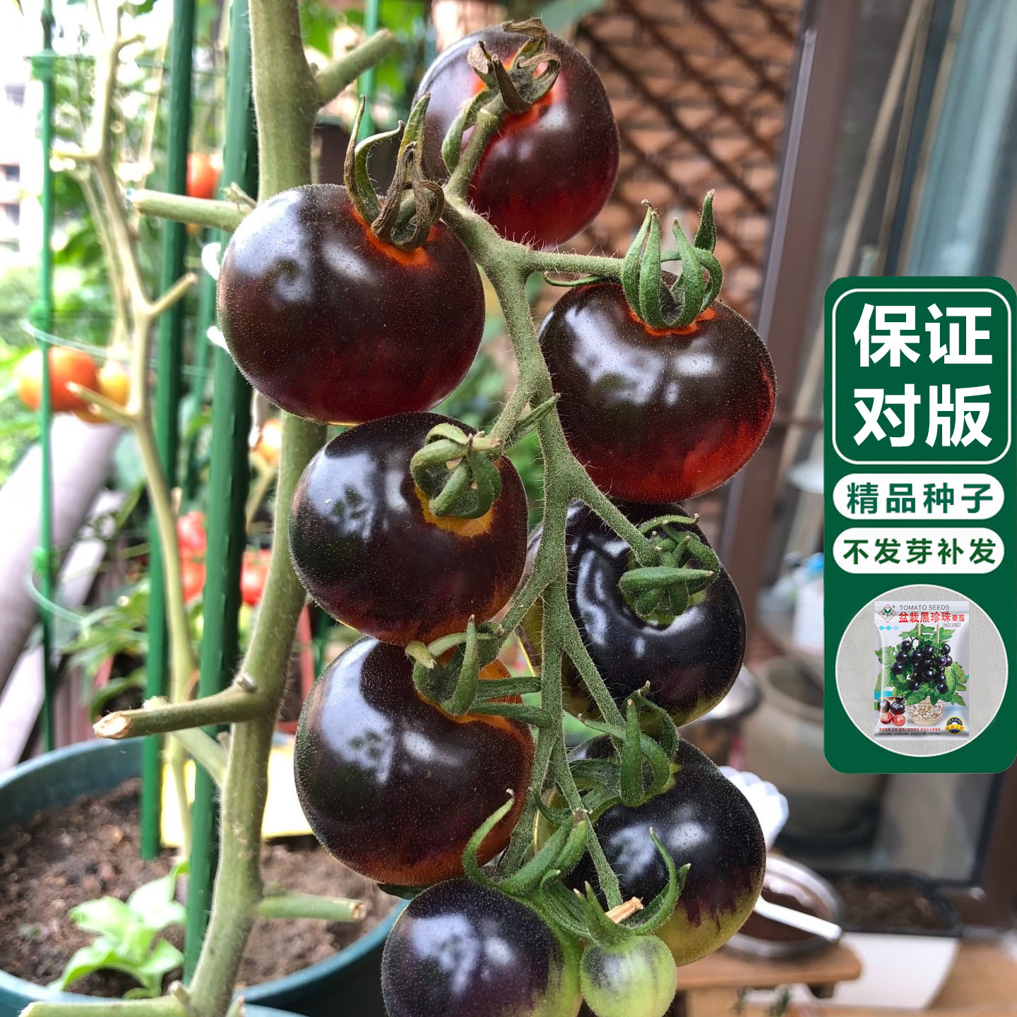 糖水黑珍珠黑番茄种子黑柿子小番茄籽圣女果阳台盆栽水果蔬菜种子