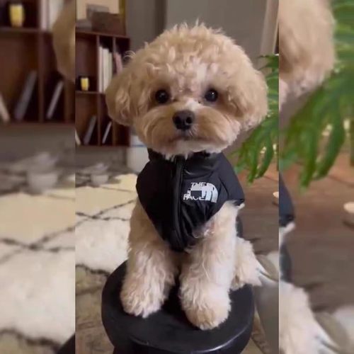 泰迪比熊博美雪纳瑞加厚