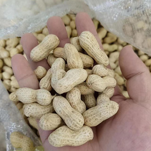 25年新货四川天府晒干带壳生花生农家水果花生可吃可种3斤