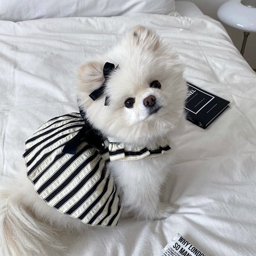 夏天宠物狗狗衣服夏季薄款泰迪比熊博美约克夏小型犬猫咪公主裙子