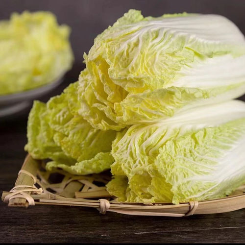 甘肃高原黄心娃娃菜软糯香甜