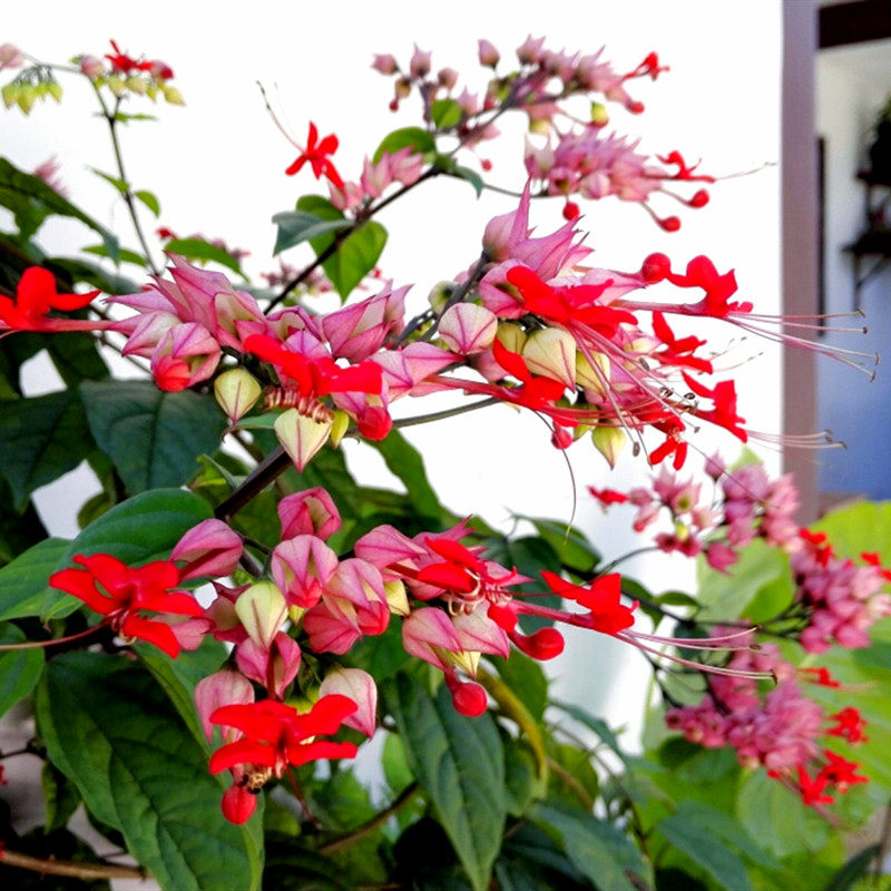 龙吐珠花苗盆栽四季好养花卉室外爬藤攀援双色麒麟吐珠花植物包邮,鲜花速递/花卉仿真/绿植园艺,时令草本花卉,淘宝优惠券,粉丝福利购,淘宝优惠卷