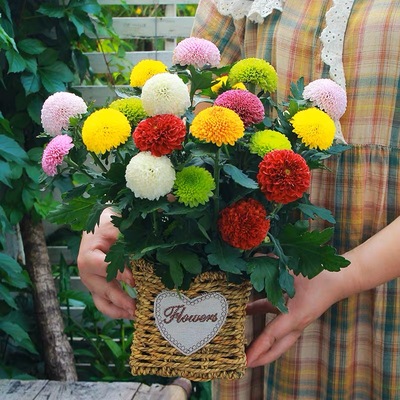 乒乓菊草本花卉室内阳台四季开花