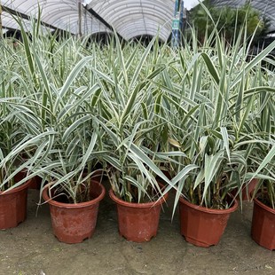 花叶芦苇室外鱼池鱼塘边水生植物花叶芦竹湿地种植假山造景苗绿植