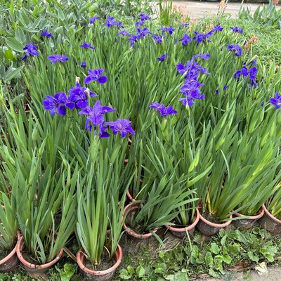 带花苞水培植物池塘室外