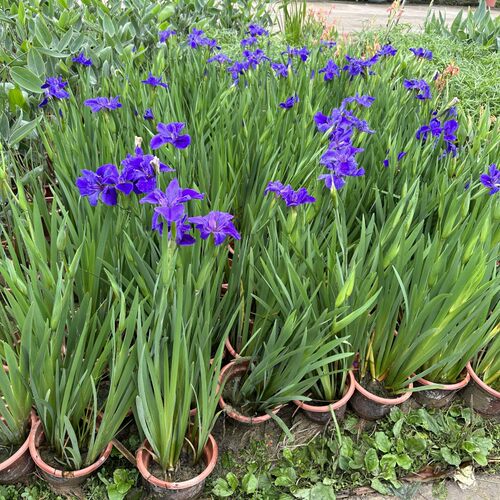 带花苞水培植物池塘室外