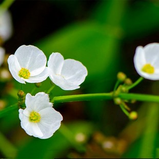 泽泻水养植物室外水生珍珠兰盆栽带花苞水池田园湿地种植观赏花卉